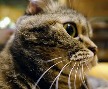 猫カフェモカ　新宿店に投稿された画像（2023/11/3）