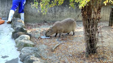 群馬サファリパークに投稿された画像（2023/11/3）