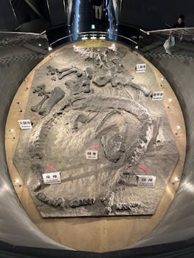 福井県立恐竜博物館に投稿された画像（2023/11/3）