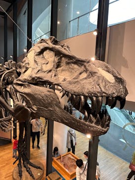 福井県立恐竜博物館に投稿された画像（2023/11/3）