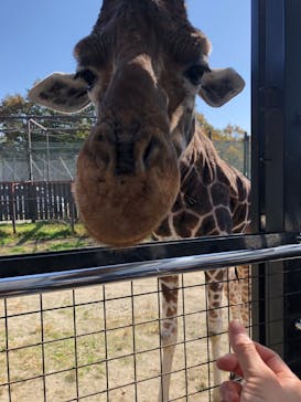 那須サファリパークに投稿された画像（2023/11/3）