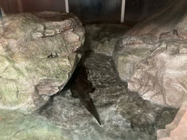 新江ノ島水族館に投稿された画像（2023/11/3）