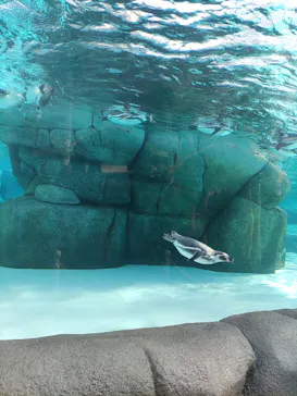 天王寺動物園に投稿された画像（2023/11/3）