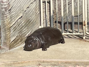 名古屋市東山動植物園に投稿された画像（2023/11/3）