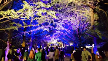 国営昭和記念公園 秋の夜散歩に投稿された画像（2023/11/3）