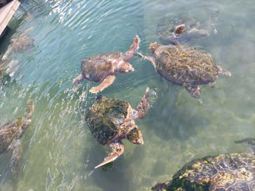 串本海中公園水族館に投稿された画像（2023/11/3）