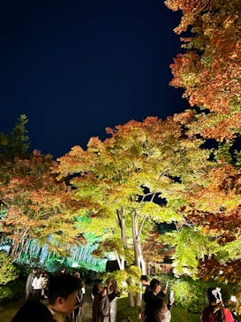 国営昭和記念公園 秋の夜散歩に投稿された画像（2023/11/3）