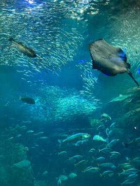 新江ノ島水族館に投稿された画像（2023/11/3）