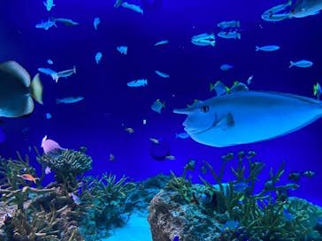 新江ノ島水族館に投稿された画像（2023/11/3）