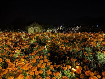 いばらきフラワーパークに投稿された画像（2023/11/3）