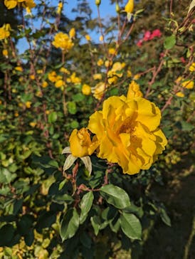 いばらきフラワーパークに投稿された画像（2023/11/3）