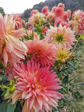 いばらきフラワーパークに投稿された画像（2023/11/3）