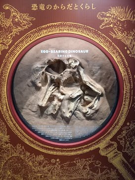 福井県立恐竜博物館に投稿された画像（2023/11/3）