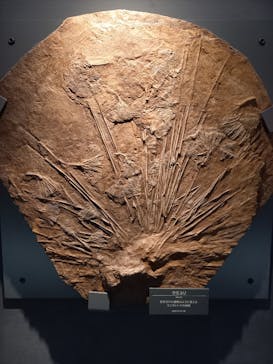 福井県立恐竜博物館に投稿された画像（2023/11/3）