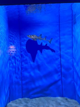沖縄美ら海水族館に投稿された画像（2023/11/3）
