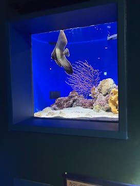 沖縄美ら海水族館に投稿された画像（2023/11/3）