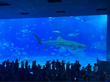 沖縄美ら海水族館に投稿された画像（2023/11/3）