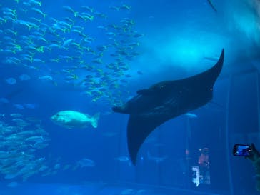 沖縄美ら海水族館に投稿された画像（2023/11/3）