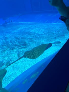 沖縄美ら海水族館に投稿された画像（2023/11/3）