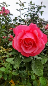 いばらきフラワーパークに投稿された画像（2023/11/3）