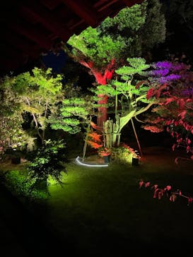 博多ライトアップウォーク実行委員会に投稿された画像（2023/11/3）