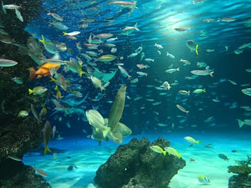 サンシャイン水族館に投稿された画像（2023/11/3）