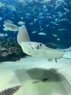 サンシャイン水族館に投稿された画像（2023/11/3）