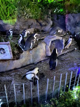 サンシャイン水族館に投稿された画像（2023/11/3）