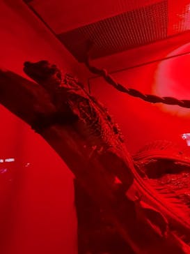 サンシャイン水族館に投稿された画像（2023/11/3）