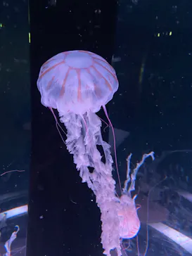 マクセル アクアパーク品川に投稿された画像（2023/11/3）