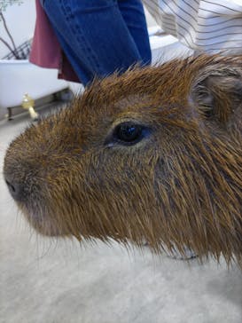 アニタッチみなとみらいに投稿された画像（2023/11/3）