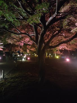 NAKED meets 二条城 2025 観月に投稿された画像（2023/11/3）