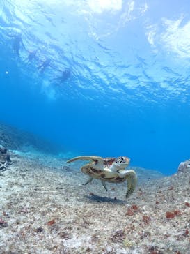 宮古島マリン GB QUESTに投稿された画像（2023/11/3）