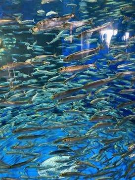 アクアワールド茨城県大洗水族館に投稿された画像（2023/11/3）