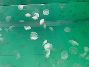 アクアワールド茨城県大洗水族館に投稿された画像（2023/11/3）