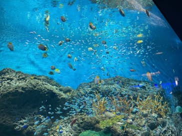 アクアワールド茨城県大洗水族館に投稿された画像（2023/11/3）