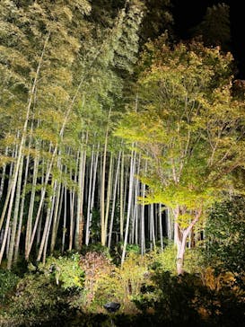 国営昭和記念公園 秋の夜散歩に投稿された画像（2023/11/3）