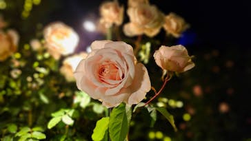 いばらきフラワーパークに投稿された画像（2023/11/3）