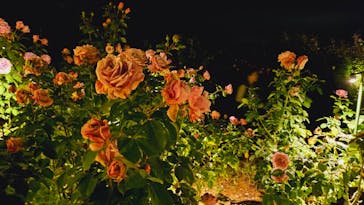 いばらきフラワーパークに投稿された画像（2023/11/3）