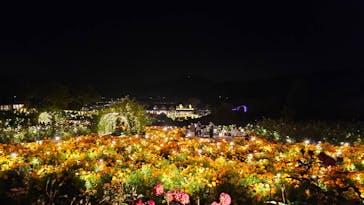 いばらきフラワーパークに投稿された画像（2023/11/3）