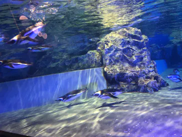 すみだ水族館に投稿された画像（2023/11/3）