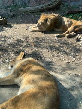 名古屋市東山動植物園に投稿された画像（2023/11/4）