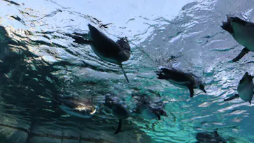 天王寺動物園に投稿された画像（2023/11/4）