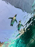 天王寺動物園に投稿された画像（2023/11/4）