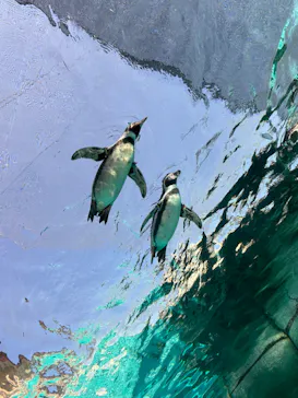 天王寺動物園に投稿された画像（2023/11/4）