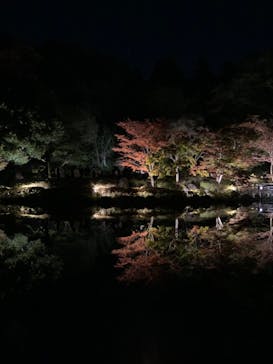 国営昭和記念公園 秋の夜散歩に投稿された画像（2023/11/4）