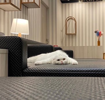 猫カフェモカ　アルシェ大宮店に投稿された画像（2023/11/4）