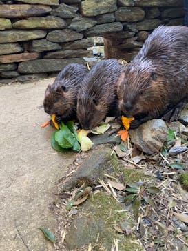 長崎バイオパークに投稿された画像（2023/11/4）
