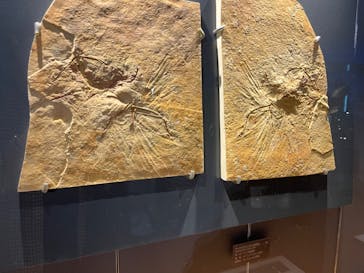 福井県立恐竜博物館に投稿された画像（2023/11/4）