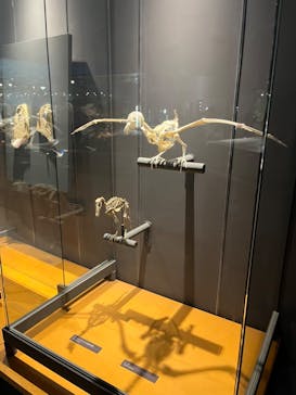 福井県立恐竜博物館に投稿された画像（2023/11/4）